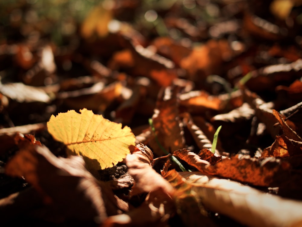 selective focus photography of yellow leaf