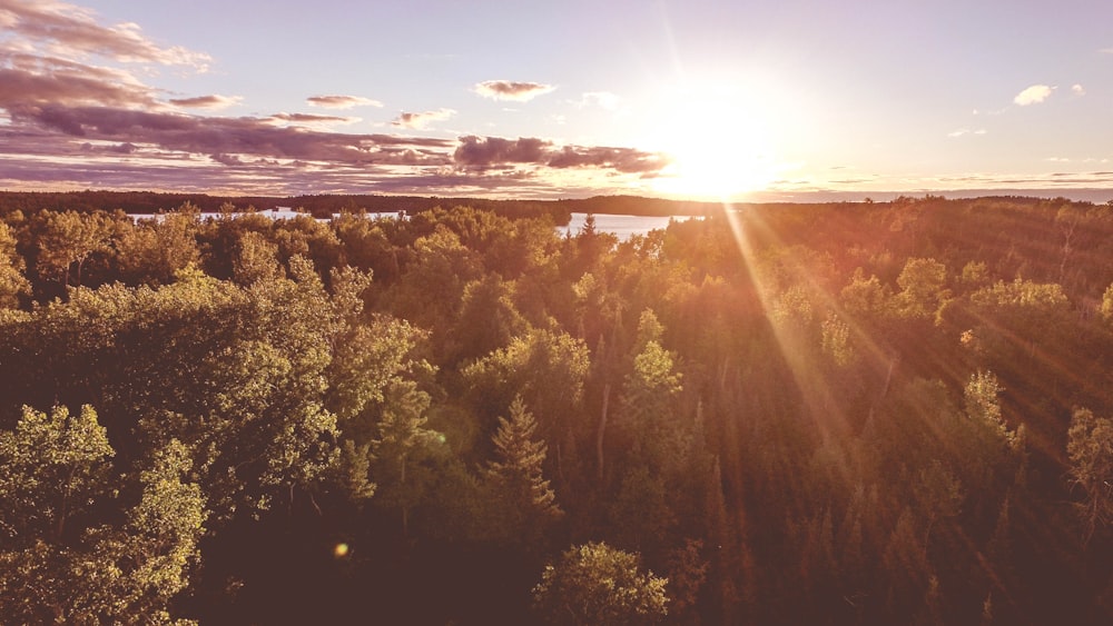 photographie aérienne de la lumière du soleil passant à travers de grands arbres