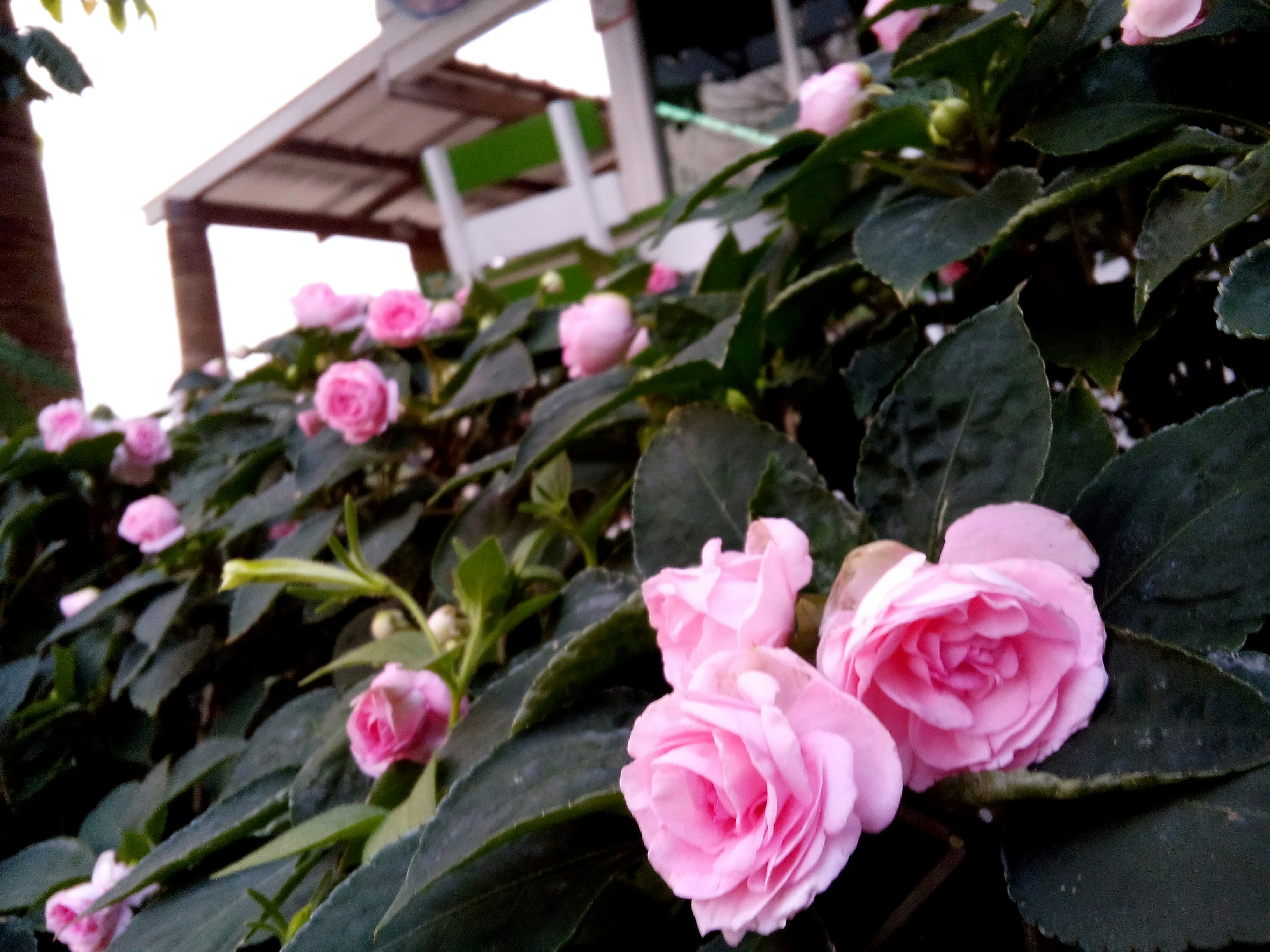 Free Unsplash photo from Panupan Keawpoosee