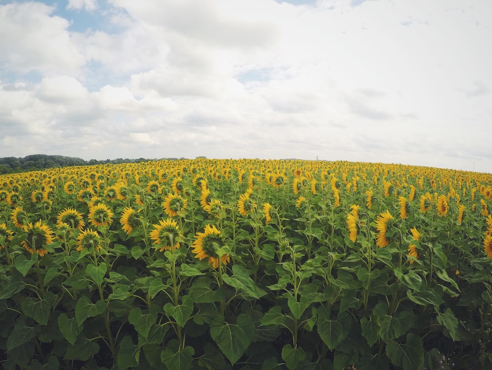 yellow sunflower in bloom plantation