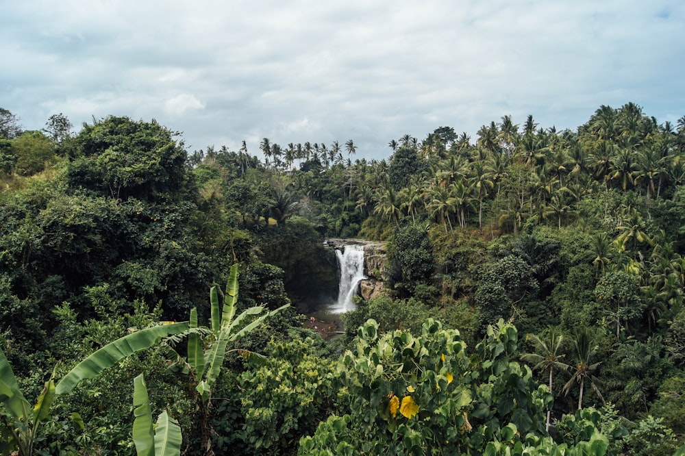 cascate circondate campo di erba verde sotto cielo grigio