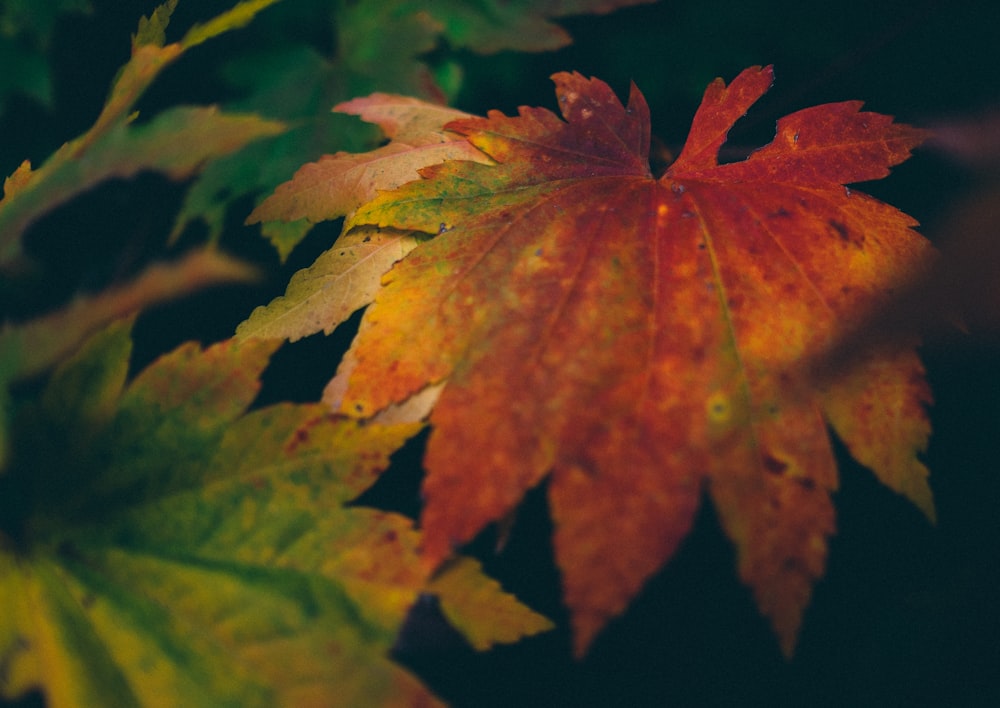 black, brown, and green maple leaf print textile