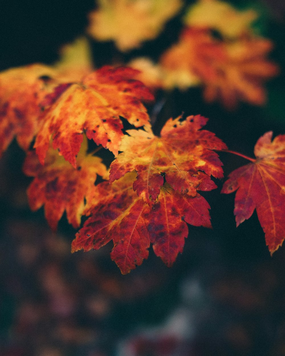 brown-leafed plant