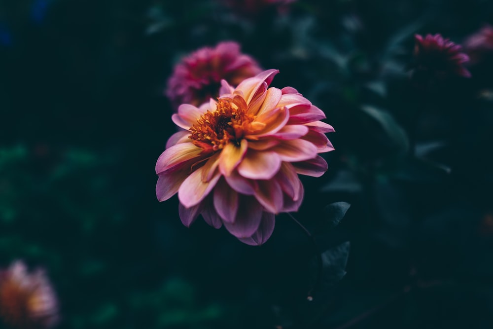 pink and brown petaled flower