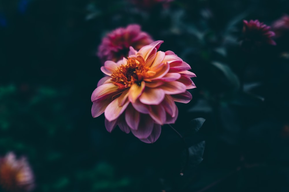 flor de pétalos rosados y marrones