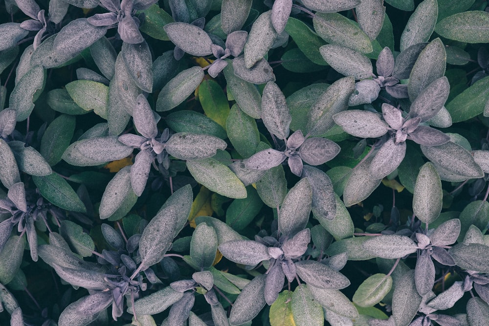 plantas de folhas verdes e cinzentas