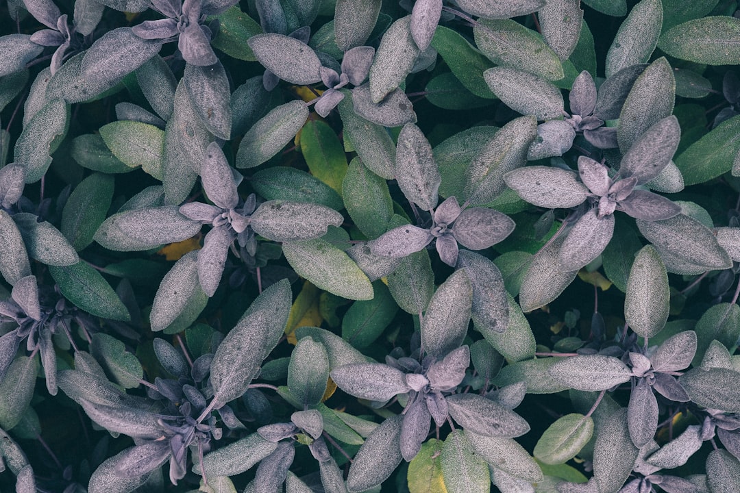 green-and-gray leaf plants