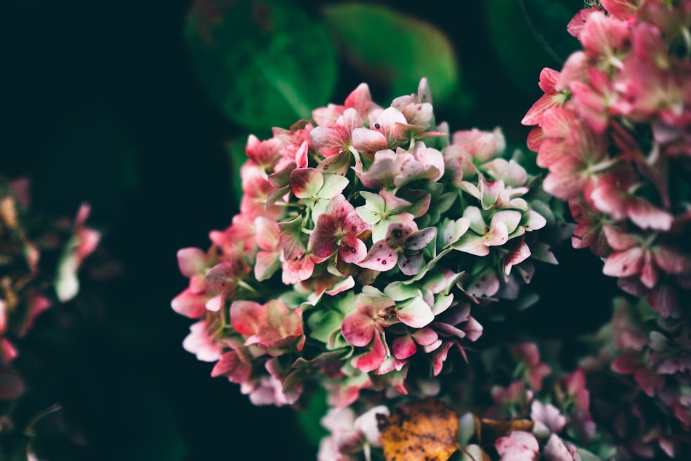 Fotografía de enfoque selectivo de flores de pétalos rosados