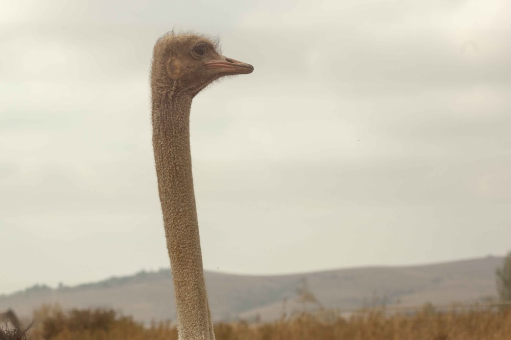 wildlife photography of gray ostrich