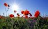 red poppy flower field at daytime