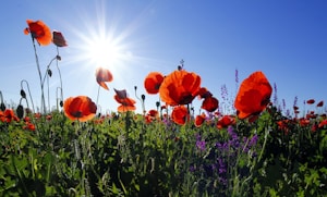 red poppy flower field at daytime