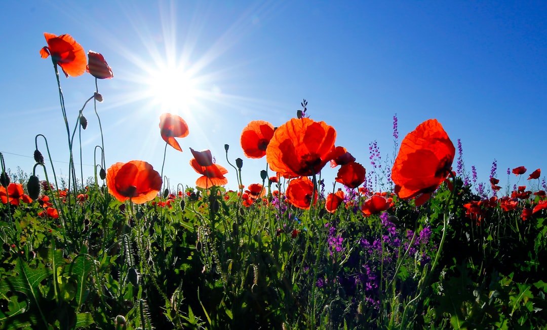 A low shot of a field of red poppies under a bright sun on a clear sky