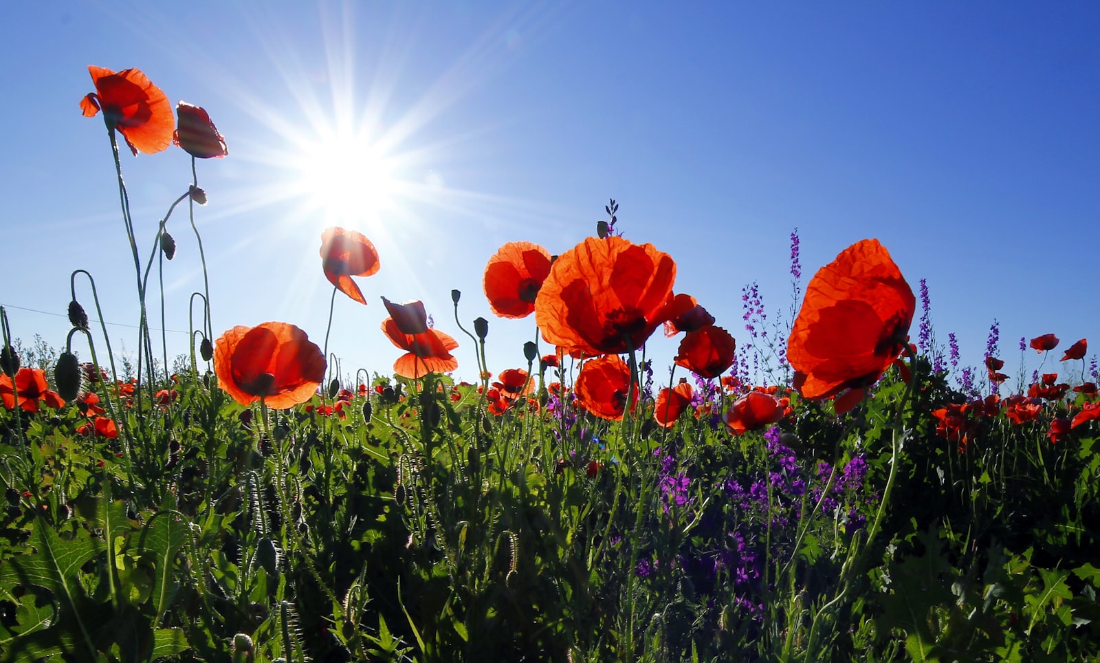 Canon EOS 60D sample photo. Red poppy flower field photography