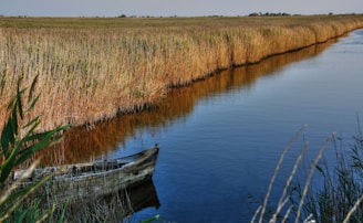 A peaceful boat floating on the calm waters of the Ebro Delta surrounded by lush green reeds.