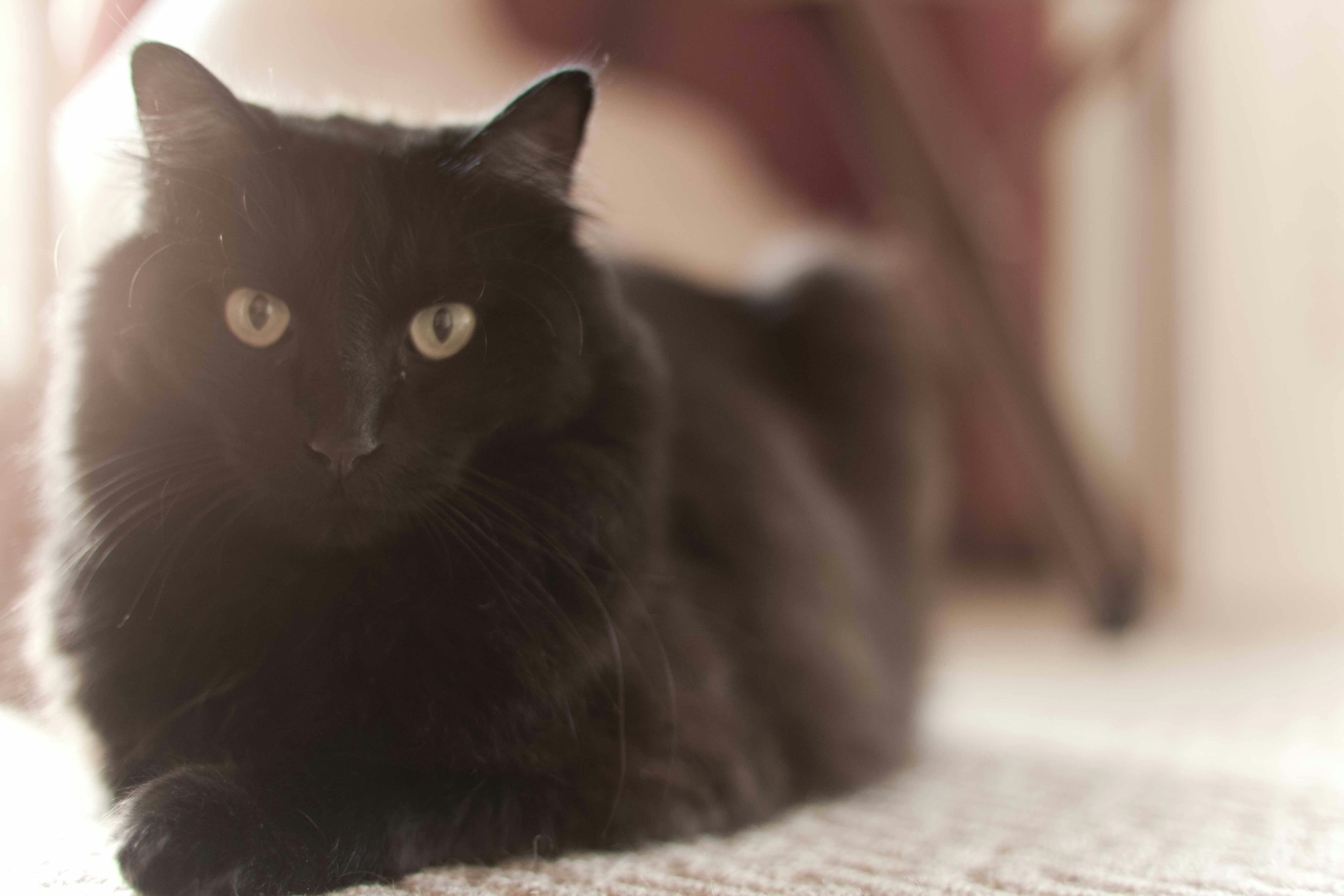 Free Unsplash photo from Jesse Stevenson