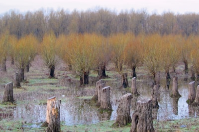 A landscape filled with numerous tree stumps surrounded by water and overgrown grass. Young trees with thin trunks and bushy branches are scattered throughout the area. In the background, a dense line of taller leafless trees creates a natural border.