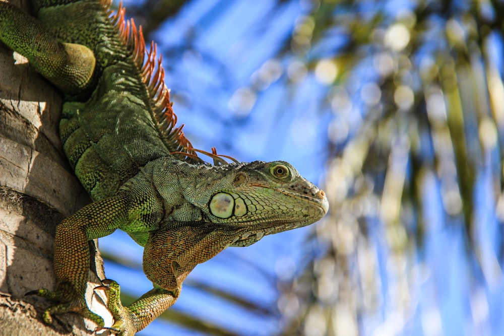 selective focus photography of green iguana