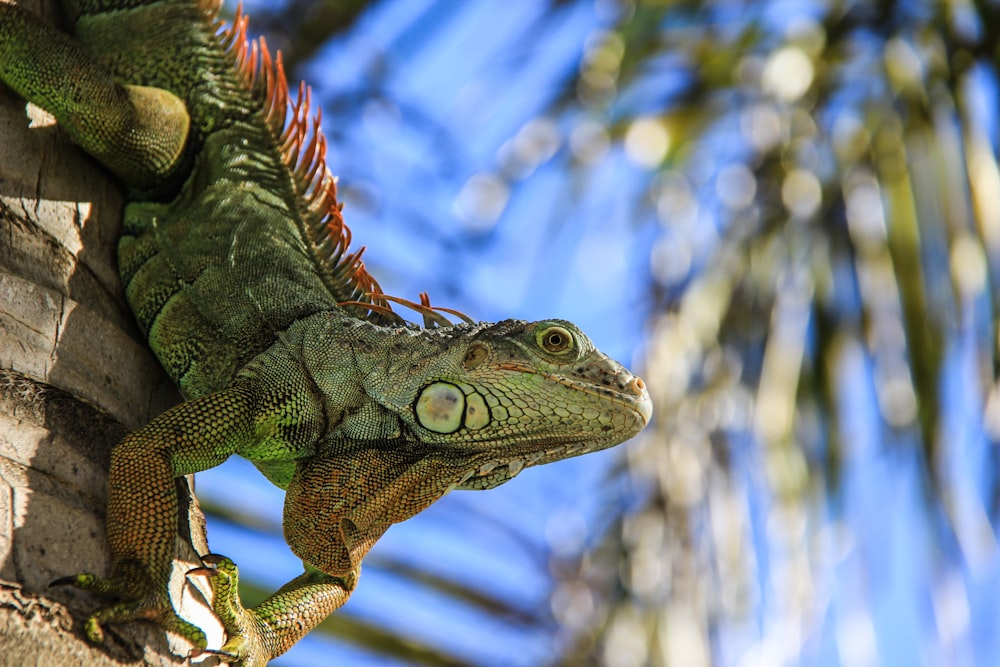 Fotografía de enfoque selectivo de iguana verde