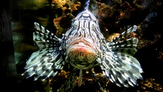 A striking fish with bold black and white stripes and fan-like fins swims in a dark, rocky environment. The intricate patterning on its body is mesmerizing, giving it a distinctive and somewhat mysterious appearance.