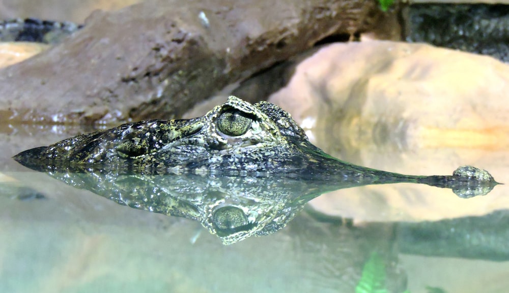 crocodile in body of water