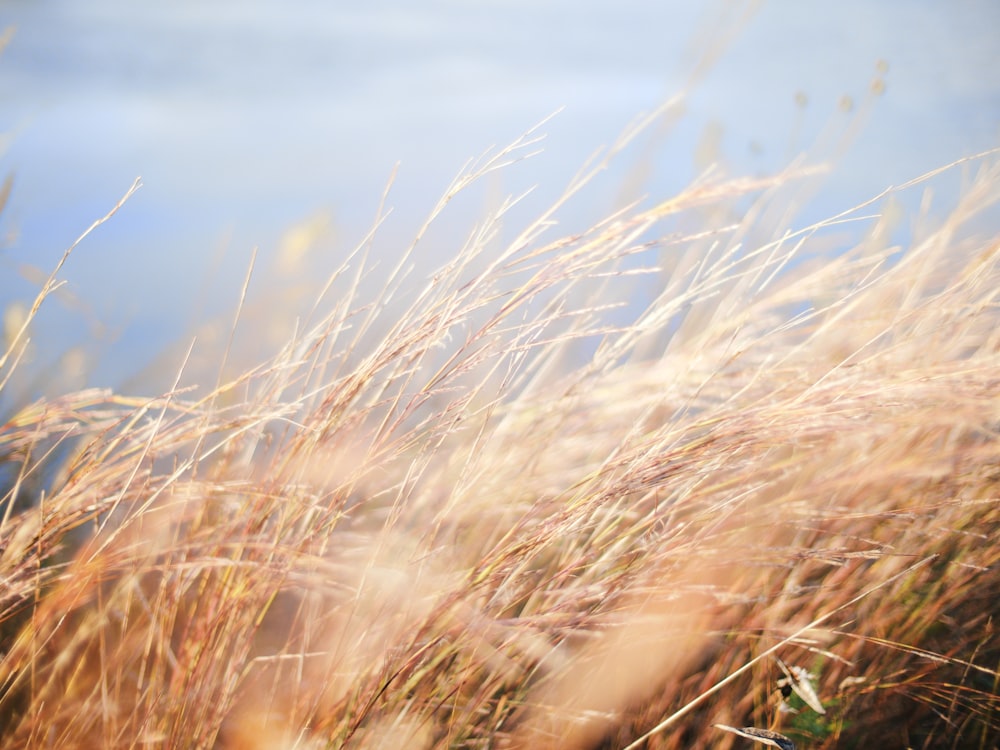 selective photo of a wheat