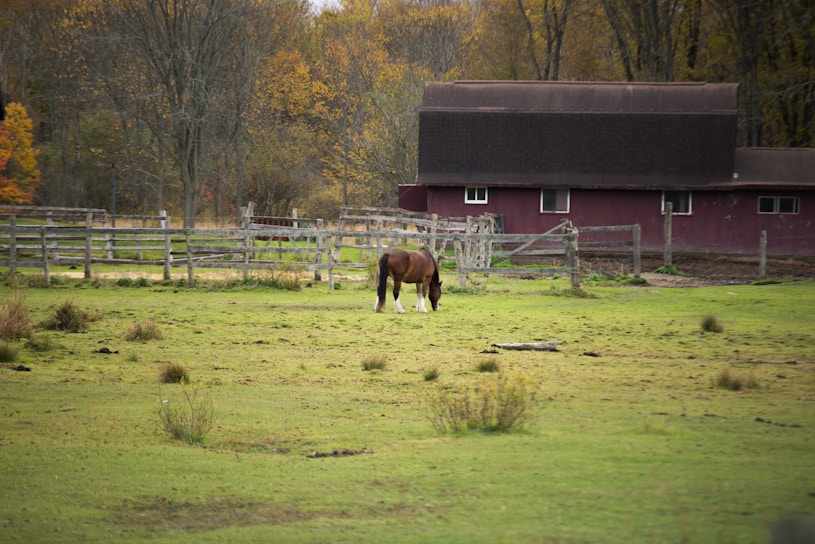 A horse grazes on a grassy field surrounded by a wooden fence. In the background, there's a rustic barn with a dark roof. Trees with autumn foliage create a colorful backdrop, adding warmth to the rural scene.
