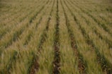 A field of young green crops planted in neat, parallel rows extending into the distance. The crops sway gently, and the view suggests a vast, expansive agricultural landscape.