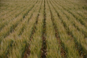 Field of temporary crops with green stalks swaying gently in the breeze.