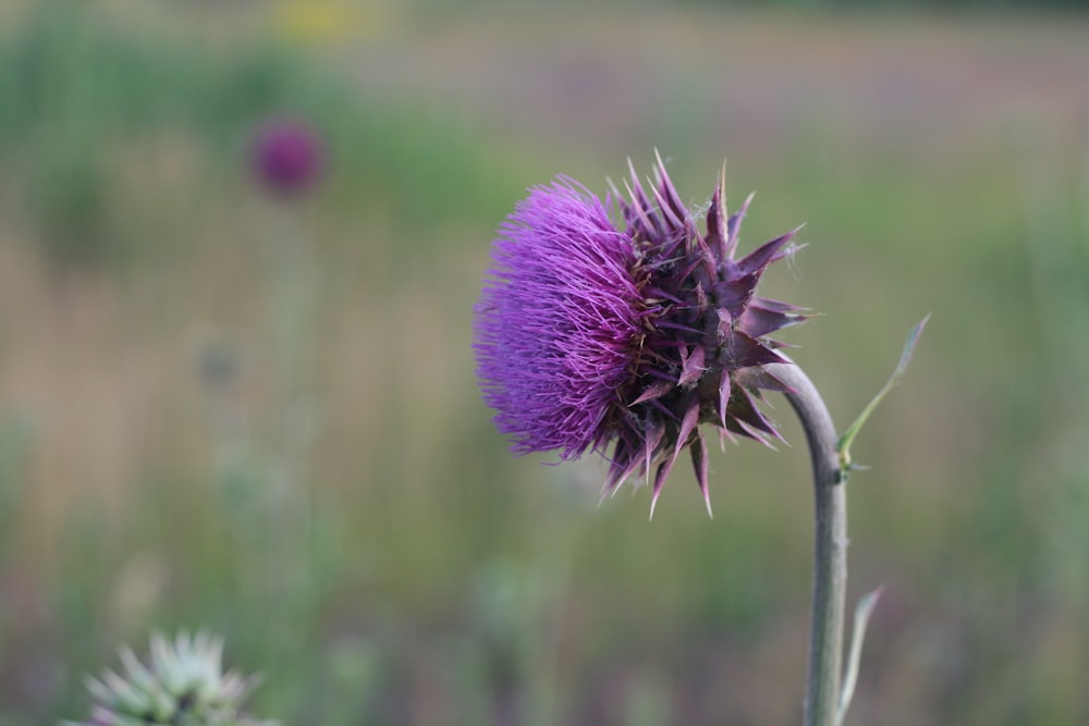 selective focus of purple flower