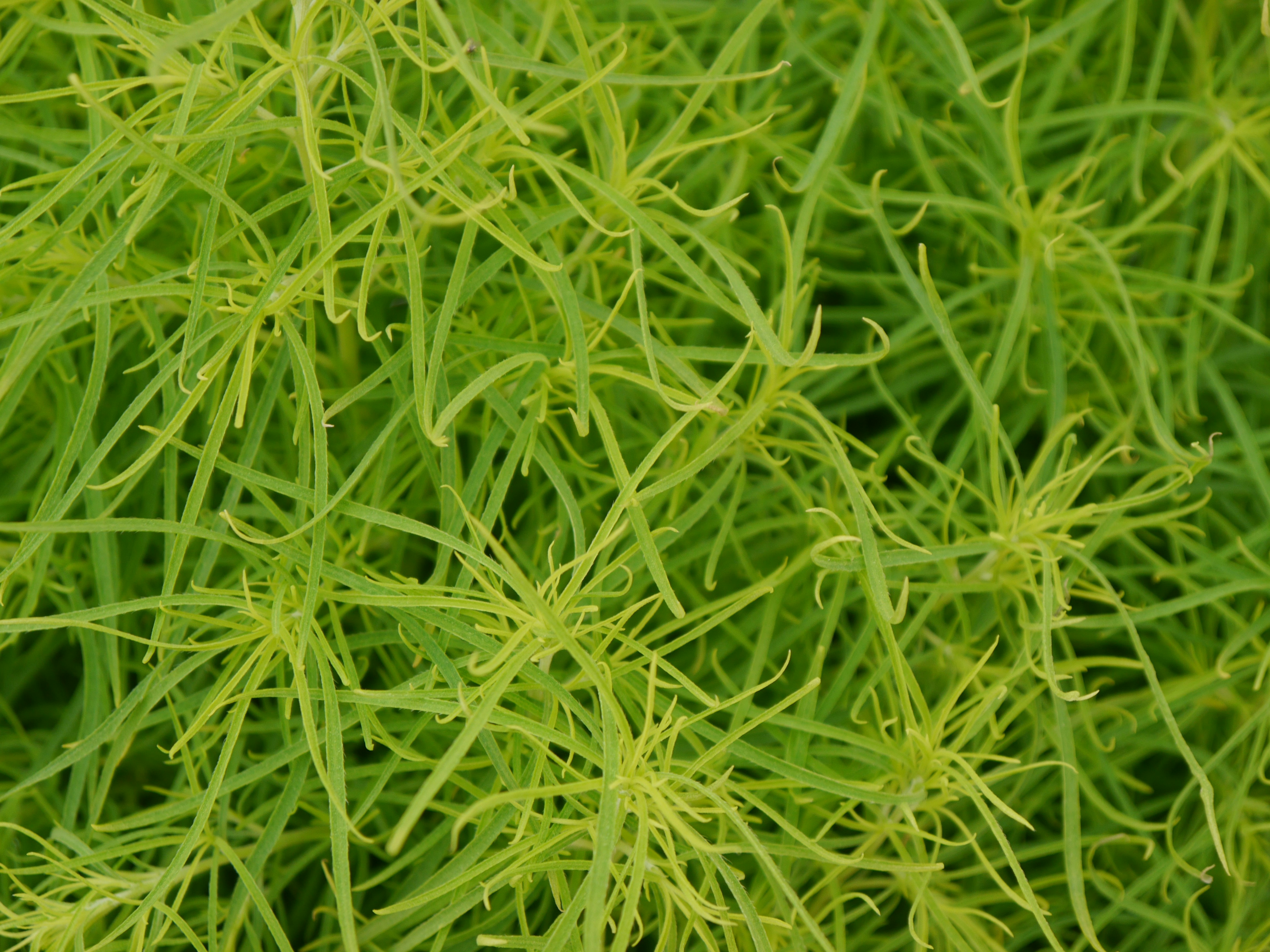 Free Unsplash photo from Eva Filoramo