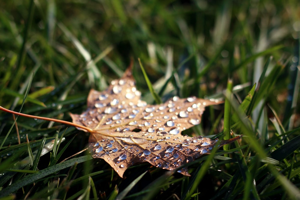 maple leaf with water dew on top selective focus photo