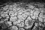 Cracked and dry earth with scattered patches of grass and small plants struggling to grow. The ground is split into irregular, polygonal patterns, indicating severe dehydration. Sparse vegetation attempts to thrive amidst the barren soil.