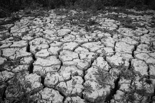 Cracked and dry earth with scattered patches of grass and small plants struggling to grow. The ground is split into irregular, polygonal patterns, indicating severe dehydration. Sparse vegetation attempts to thrive amidst the barren soil.
