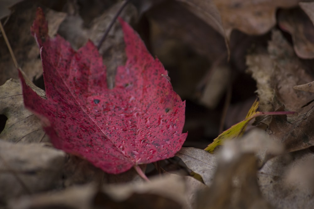 closeup photography of red leaf