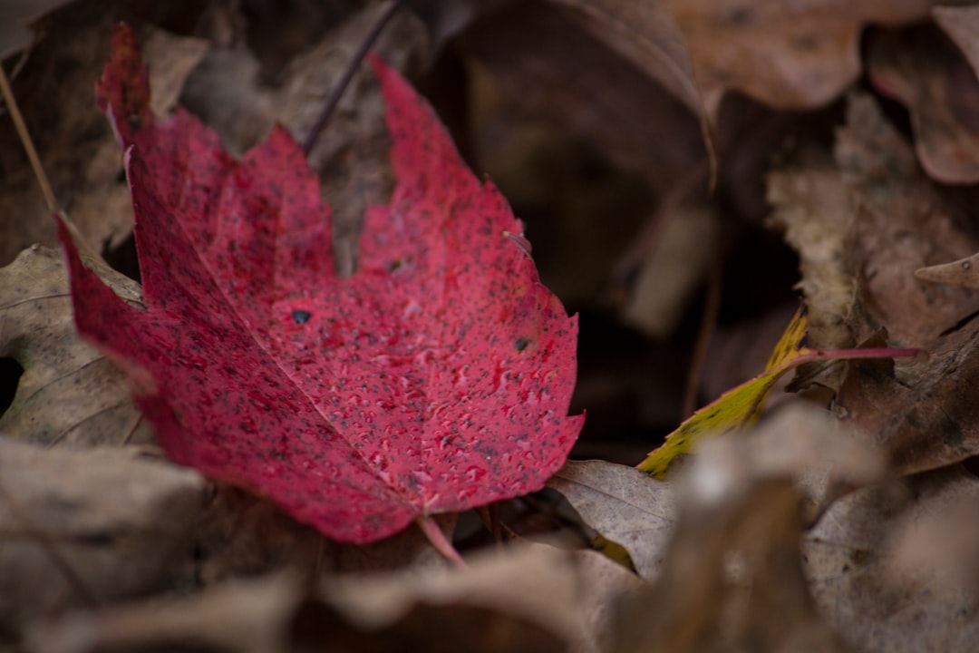 closeup photography of red leaf