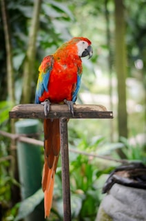 A colorful parrot perched freely on a natural wooden stand beside a sleek bird feeder.