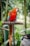 A vibrant parrot perched happily on a wooden stand, showcasing glossy feathers.