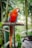 A vibrant parrot perched happily on a wooden stand, showcasing glossy feathers.