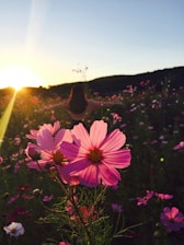 silhouette photo of woman standing beside pink petaled flowers under white and blue sky