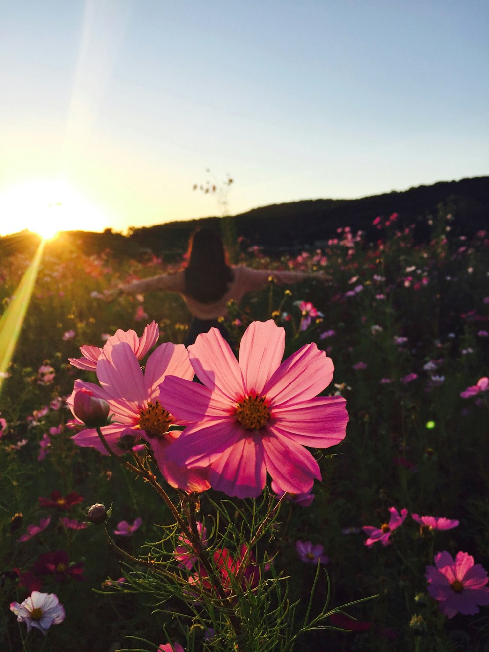 silhouette photo of woman standing beside pink petaled flowers under white and blue sky