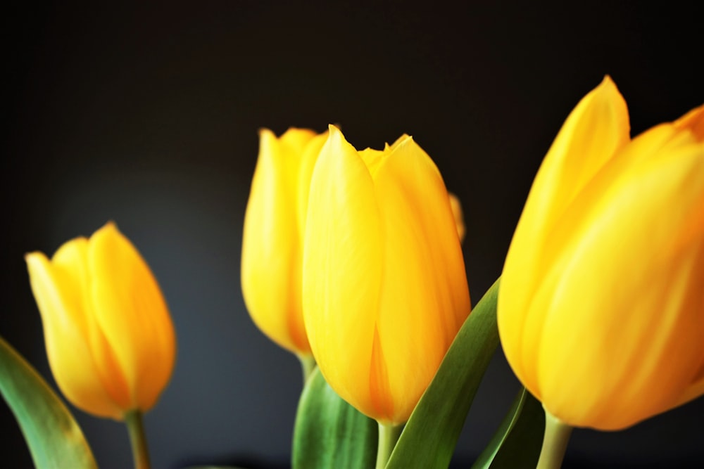 four yellow tulips