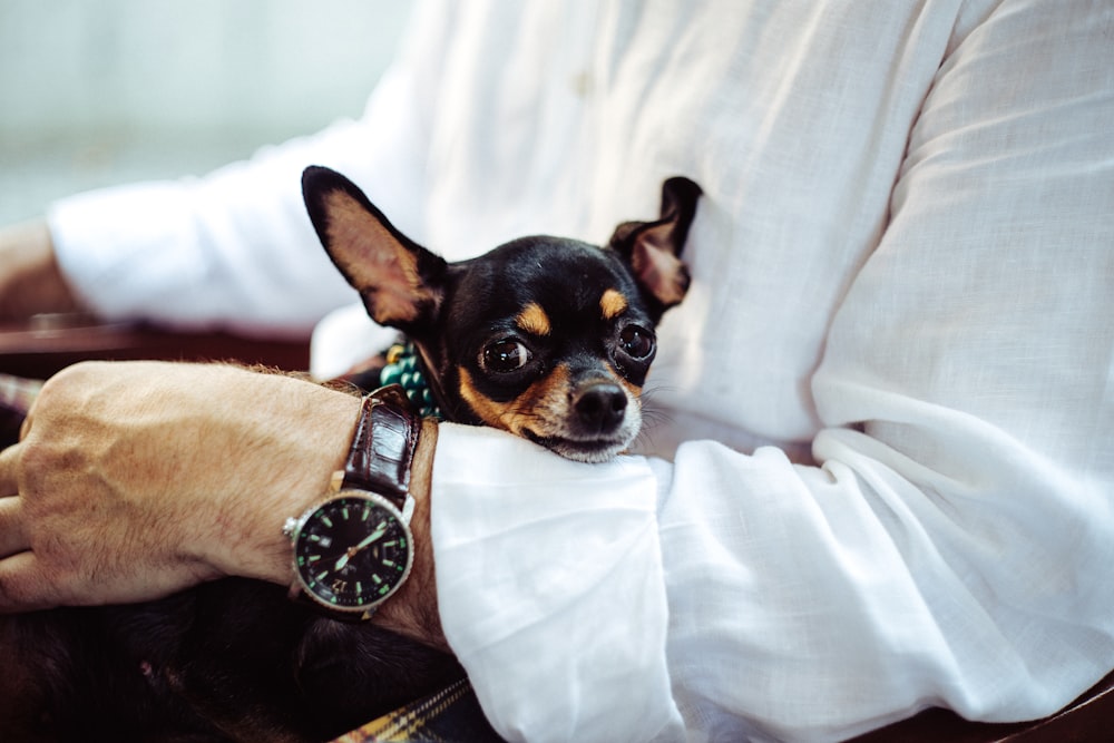 Mann im weißen Hemd trägt runde analoge Uhr mit braunem Lederarmband, das tagsüber einen schwarzen Chihuahua hält
