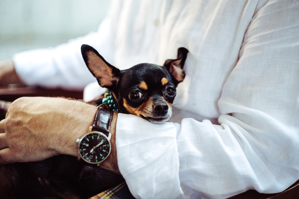 Uomo in camicia bianca che indossa un orologio analogico rotondo con braccialetto in pelle marrone che tiene chihuahua nero durante il giorno