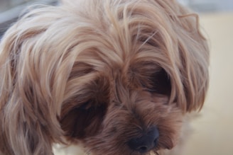 Close-up view of a small dog's face with fluffy, light brown fur covering its eyes. The dog's nose is visible at the bottom of the image, and the background is softly blurred, creating a gentle focus on the pet.