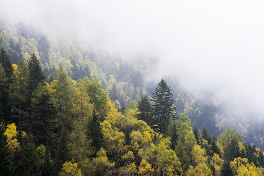 Vista aérea de árvores amarelas durante o nevoeiro