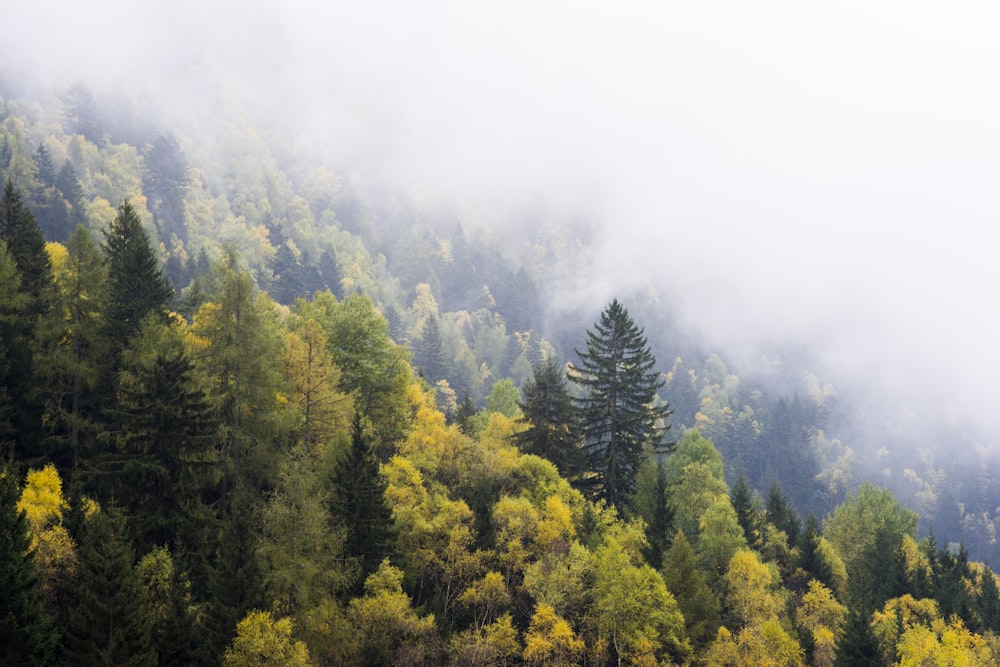 Vista aerea degli alberi gialli durante la nebbia