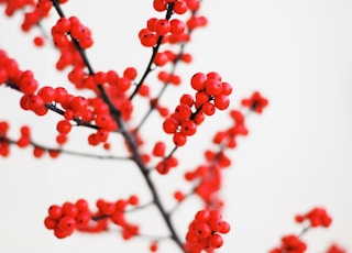 macro shot photography of red fruits