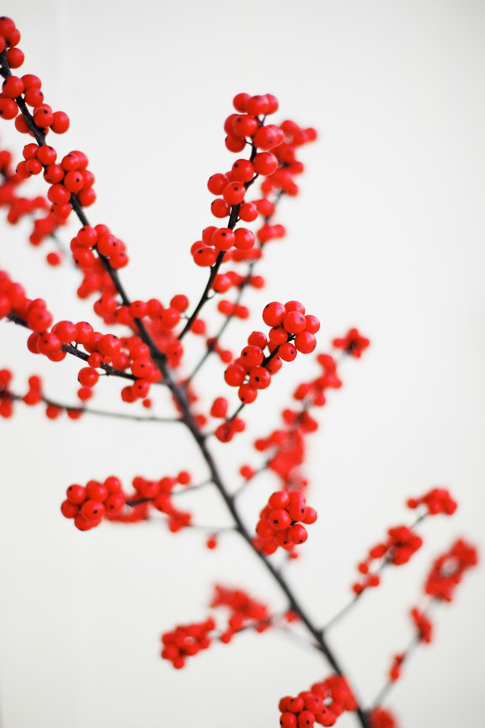 Photographie macro de fruits rouges