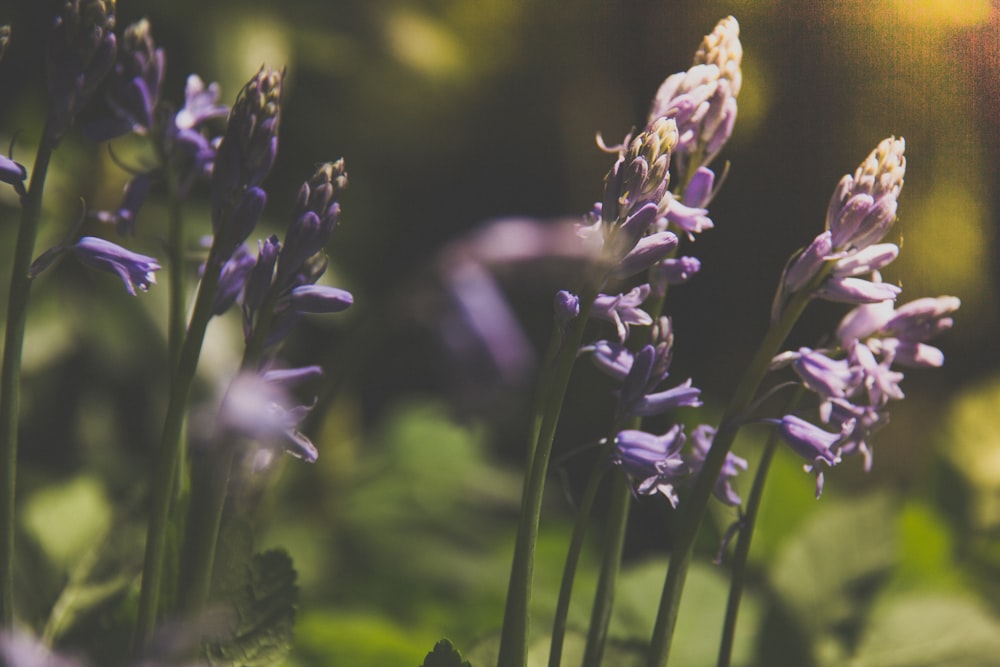 close-up photography of purple flowers