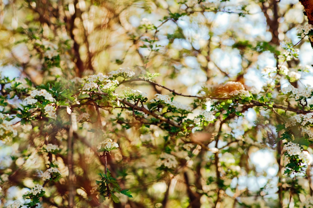 Photographie macro de plantes vertes